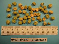 Click for 1 image(s) for this accession. Image